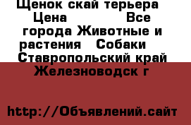 Щенок скай терьера › Цена ­ 20 000 - Все города Животные и растения » Собаки   . Ставропольский край,Железноводск г.